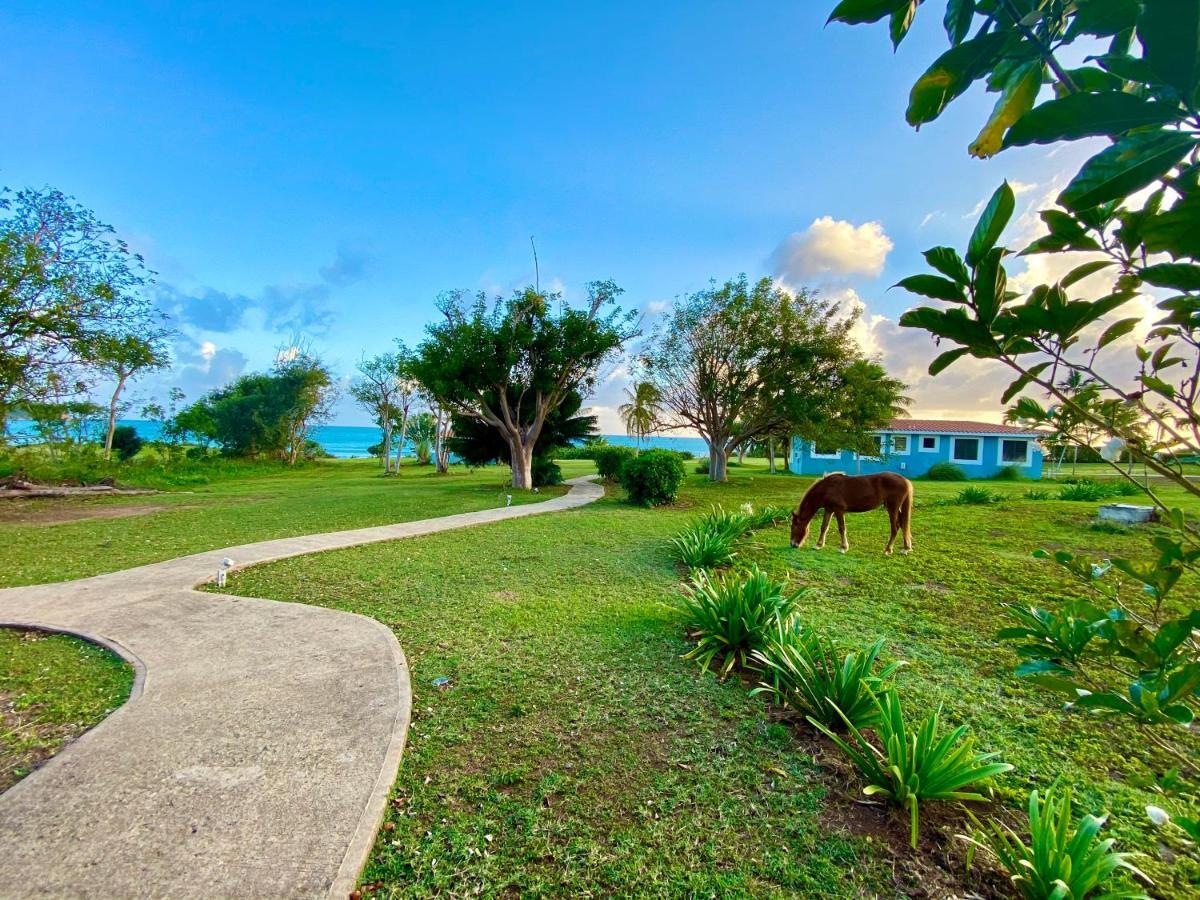 Blue Horizon Boutique Resort (Adults Only) Vieques Exterior foto